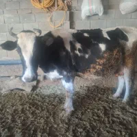 گاوفروشی|حیوانات مزرعه|چیتاب, |دیوار