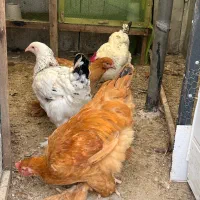 مرغ برهما بالغ آماده تخم گذاری