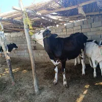 گاو سمنتال