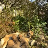 واگذاری توله سگ