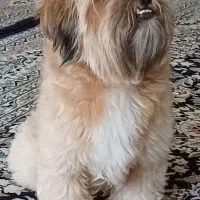 سگ خانگی|سگ|یزد, |دیوار