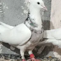 طوقی و دم سفید