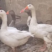 یک جفت غاز