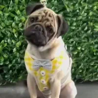 پاگ ۲ ساله شناسنامه دار واکسینه