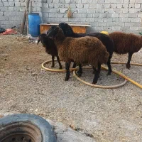 ۴ راس بره ماده دامازدق