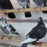 کبوتر غریب گرگان|حیوانات|بجنورد, |دیوار