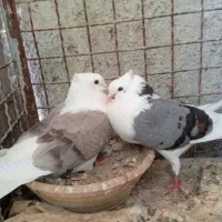 یک جفت پشت نروماده کاکلی بشرط تخم و جوجه