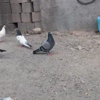 کبوتر پاکستانی و ایرانی|پرنده|تخت, |دیوار