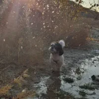 شیتزو و پودل