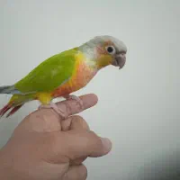 گرینچیک امریکن دایلوت رام و دستی سخنگو