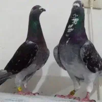 کبوتر مسافتی پلاکی تیدی پاکستانی پتی والا