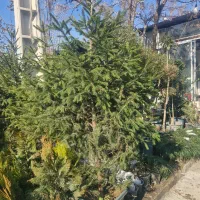 کاج کریسمس یا نوئل