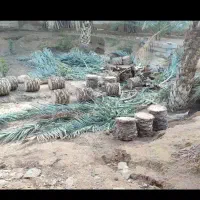 قطع نخل و درخت