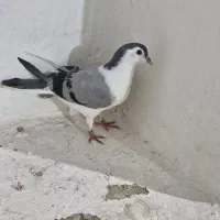 کفتر ساده سبز