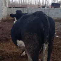 گاو سیمیتال سیاه|حیوانات مزرعه|نوشین شهر, |دیوار