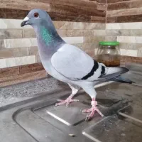 کبوتر سبز مسافتی پلاکی ماده|پرنده|کازرون, |دیوار