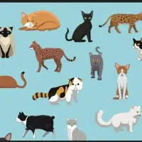 گربه پیدا شده