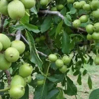 شروع پیش فروش نهال گردو فرنور دوساله|خدمات باغبانی و درختکاری|نوبران, |دیوار