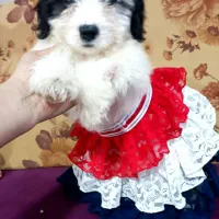 سگ شیتزو نر ۲ نیم ماهه فقط ۵|سگ|رشت, منظریه|دیوار