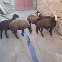 بره ماده