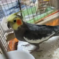 عروس هلندی گم شده