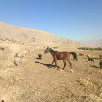 کره نوزین مادیون دو سال سه قلم سفید گله ای