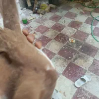 کبوتر