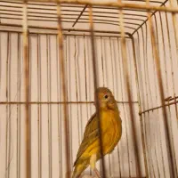 قناری|پرنده|فسا, |دیوار