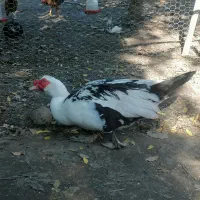 فروش۱۲عدد اردک اسراییلی نر