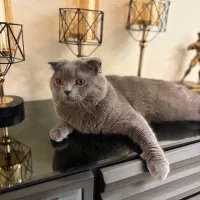 جفت یابی گربه