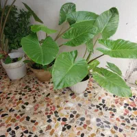 گل بابا ادم|گل و گیاه طبیعی|رشت, پل تالشان|دیوار