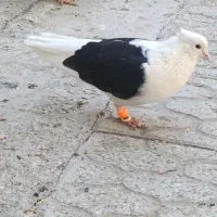 کبوتر رنگه  پشت کاکلی ساده سینه|پرنده|قوچان, |دیوار