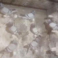 کبوترسبز دو مسفید معاوضه باپلاکی|پرنده|مرودشت, نقش رستم|دیوار