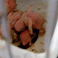 مرغ عشق باجوجه درجه یک