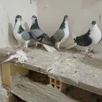 کبوتر|پرنده|خمینی‌شهر, |دیوار