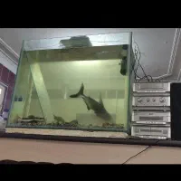 اکواریوم شیشه10میل