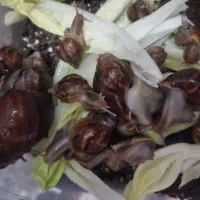 حلزون تخم گزار|خزنده|تهران, شهرک شهید باقری|دیوار