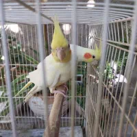 ۴عدد عروس هلندی