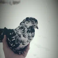 روستا های مراغه