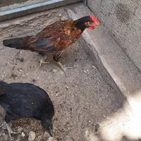 جوجه خروس|پرنده|اصفهان, جلفا|دیوار