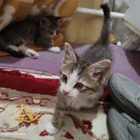 واگذاری سه عدد بچه گربه