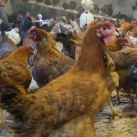 فروش مرغ تخم گذار