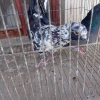 کبوتر تکی|پرنده|اصفهان, ملک‌شهر|دیوار