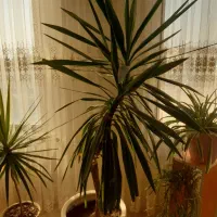 گل وگیاه طبیعی