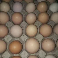 شونه ای ۲۷۰دونه۹ باپیک رایگان عکس وفیلم ملاحظه شود|خوردنی و آشامیدنی|قم, شاه ابراهیم|دیوار