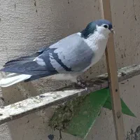 کبوتر خرقه روس ضمانتی