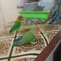 طوطی بریزلی|پرنده|داران, |دیوار