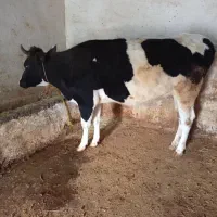 گاو وگوساله سیمینتال|حیوانات مزرعه|خاوه, |دیوار