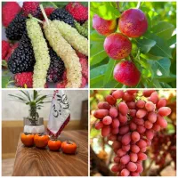 پخش درخت شلیل پسته خرمالو توت موزی