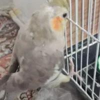 عروس هلندی نرو ماده تخم گذار